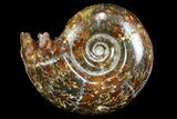 Polished Ammonite (Gaudryceras) Fossil - Madagascar #166289-1